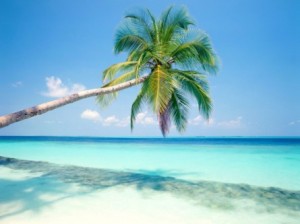 Palmė