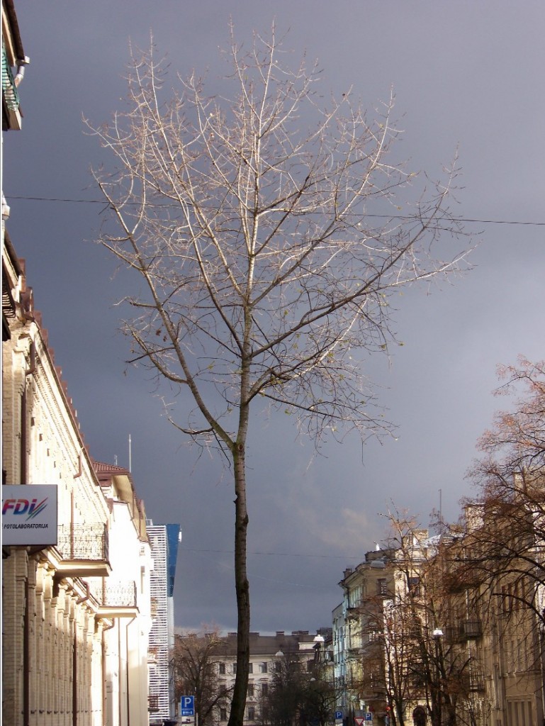 iškirsti medžiai Vilniuje