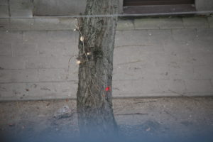 Medžio A. Vivulskio gatvėje žymėjimas "genėti"